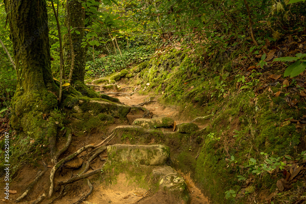 forest pathway. Natural path in green forest. Spring time in Convento dos Capuchos Sintra, Portugal forest pathway. Natural path in green forest. Spring time in Convento dos Capuchos Sintra, Portugal