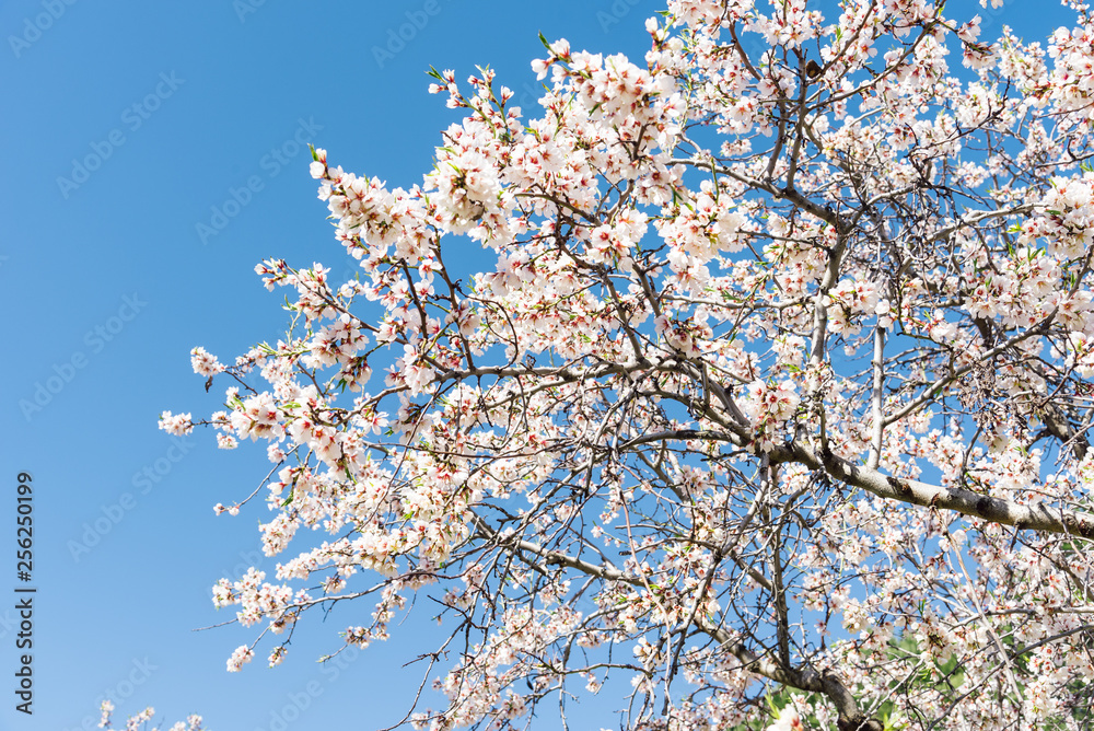 Close up of flowering almond tree Close up of flowering almond tree