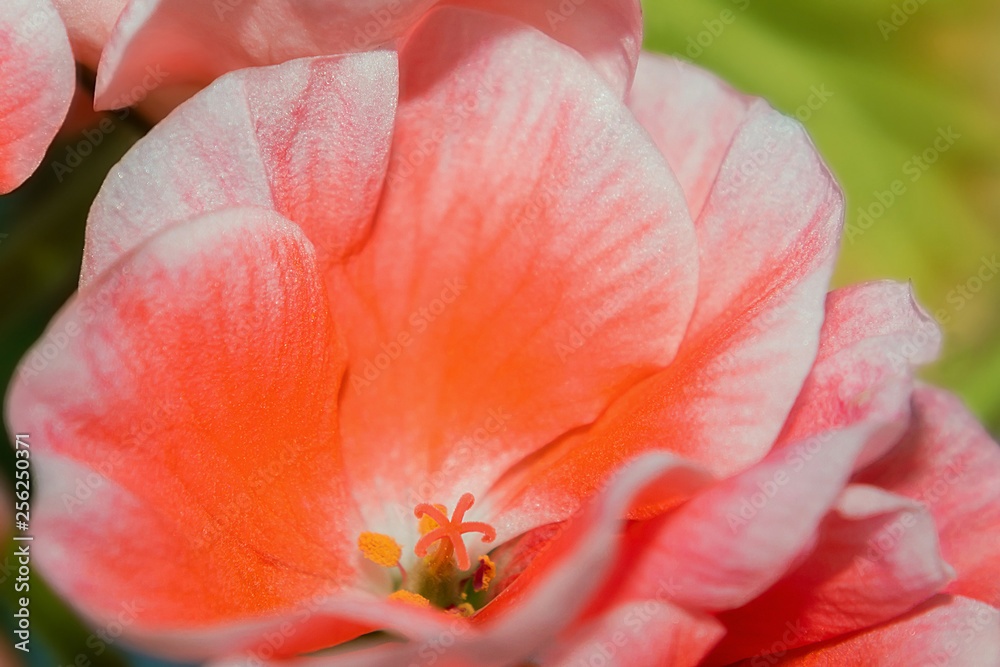 Beautiful flower looks close. Flower background. Large pink flower petals