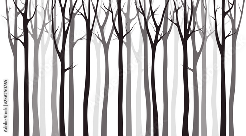 Birch tree wood silhouette on white background
