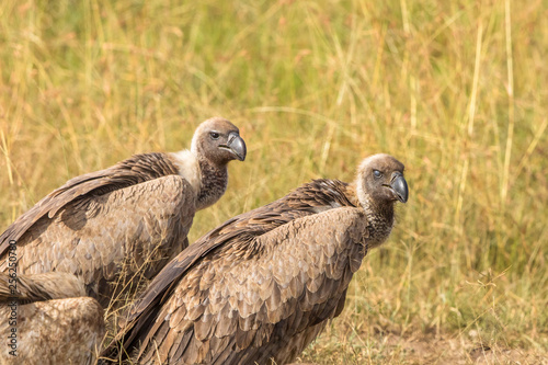 White backed vulture in the grass at the african savannah