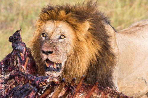 Animal kill and a Male Lion in africa
