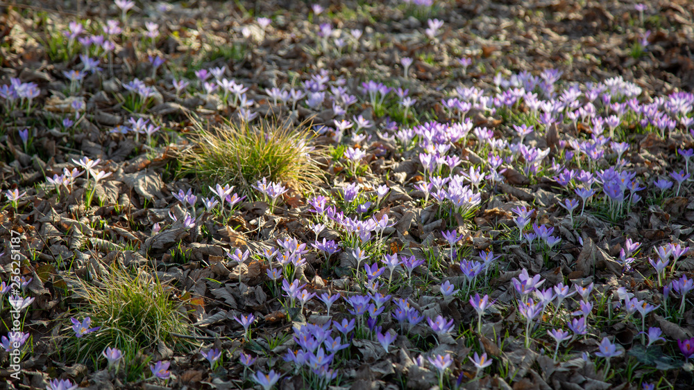Obraz premium purple crocus blossom
