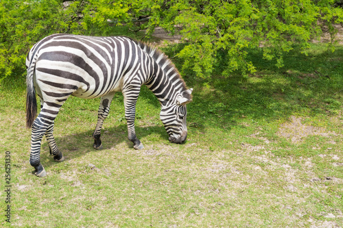 Isolated Plains Zebra Grazing in the Countryside. 