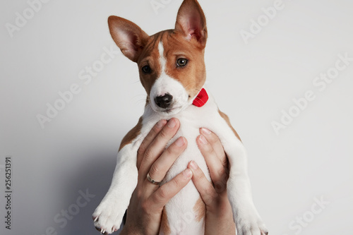 Male arm holds up a basenji puppy dog isolated over white. Copy paste space