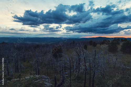 Landscape with dead forest ...