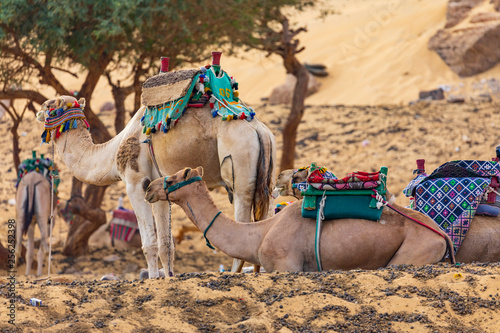 Kamele in der Wüste bei Assuan, Ägypten am Nil