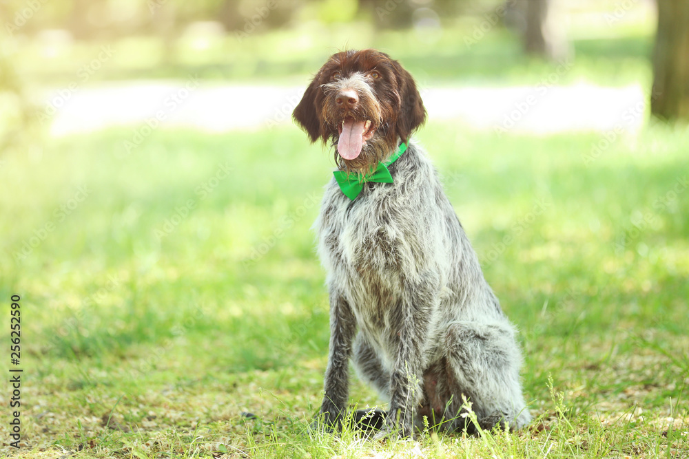 German pointer dog with bow tie in the park