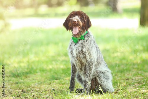 German pointer dog with bow tie in the park
