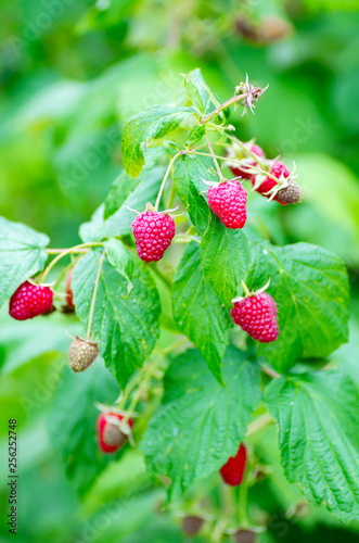 Berries of ripe juicy raspberries on the branch. Raspberry crop close up