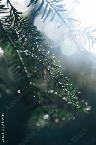 Low angle view of plant growing outdoors photo