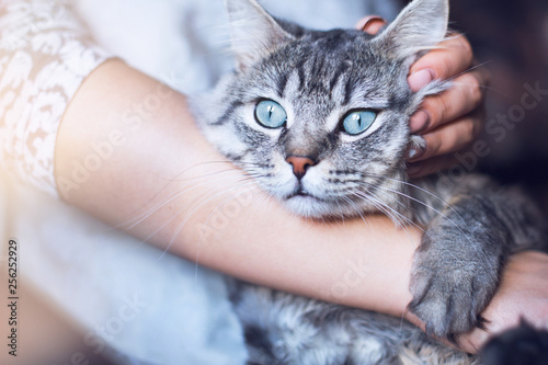 Woman at home holding her lovely fluffy cat. Gray tabby cute kitten with blue eyes. Pets, friendship, trust, love, and lifestyle concept. Friend of human. Animal lover.