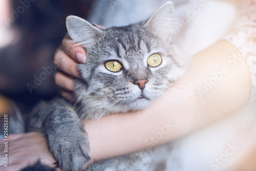 Woman at home holding and hug her lovely fluffy cat. Gray tabby cute kitten with green eyes. Pets, friendship, trust, love, and lifestyle concept. Friend of human. Animal lover. Close up.
