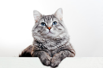 Funny large longhair gray tabby cute kitten with beautiful blue eyes. Pets and lifestyle concept. Lovely fluffy cat on white background.