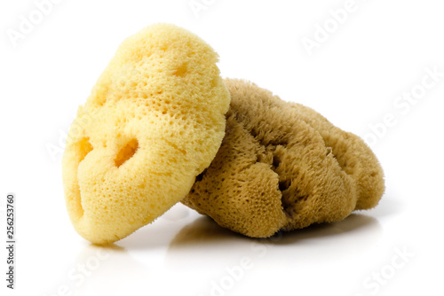 nautral bathing sea sponge photo