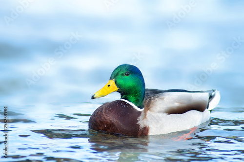 wild duck Drake swims in blue water.