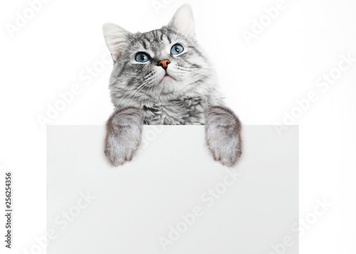 Funny gray tabby kitten showing placard with space for text. Lovely fluffy surprised cat holding signboard on isolated background. Top of head of cat with paws up, peeking over a blank white banner.
