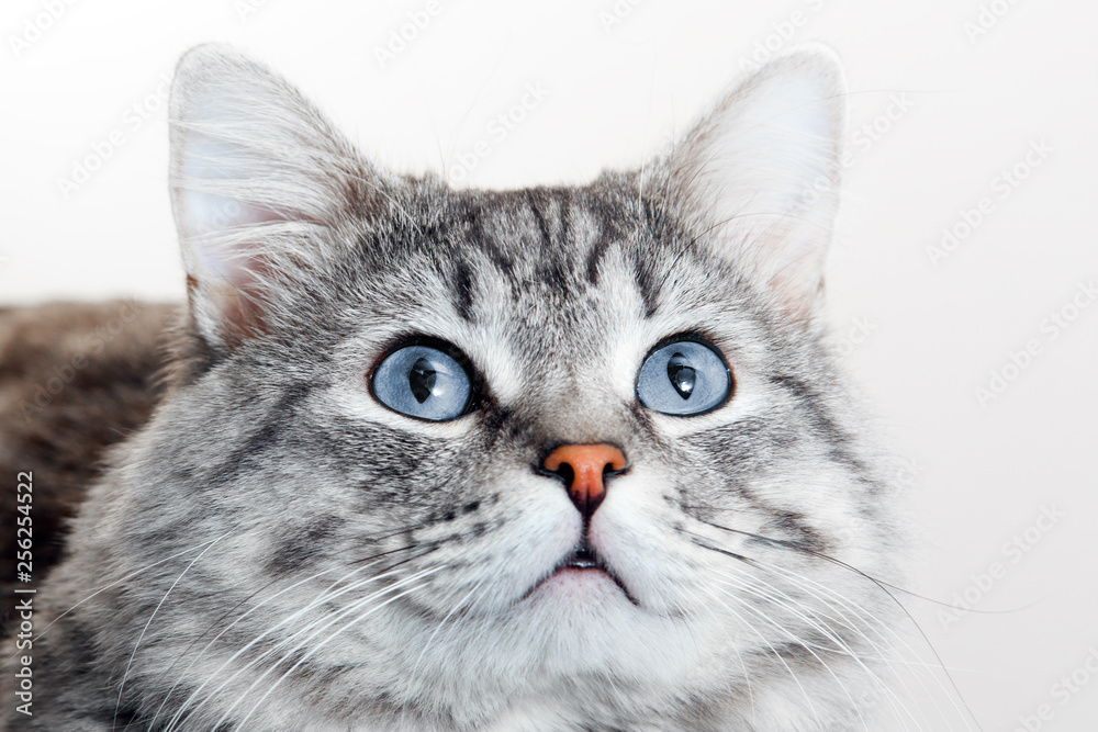 Funny large longhair gray tabby cute kitten with beautiful blue eyes. Pets and lifestyle concept. Lovely fluffy cat on grey background. Funny large longhair gray tabby cute kitten with beautiful blue eyes. Pets and lifestyle concept. Lovely fluffy cat on grey background.
