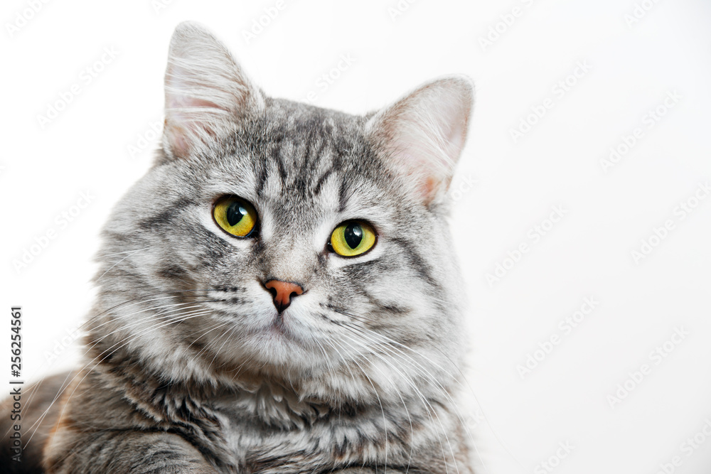 Funny large longhair gray tabby cute kitten with beautiful yellow eyes. Pets and lifestyle concept. Lovely fluffy cat on grey background.