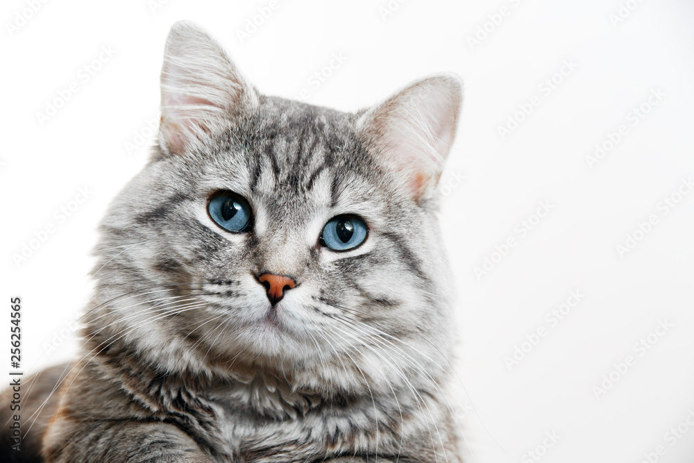 Funny large longhair gray tabby cute kitten with beautiful blue eyes. Pets and lifestyle concept. Lovely fluffy cat on grey background.