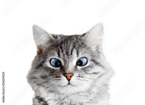 Fototapeta Naklejka Na Ścianę i Meble -  Close up view of funny smiling gray tabby cute kitten with big eyes. Pets and lifestyle concept. Portrait of lovely fluffy cat.