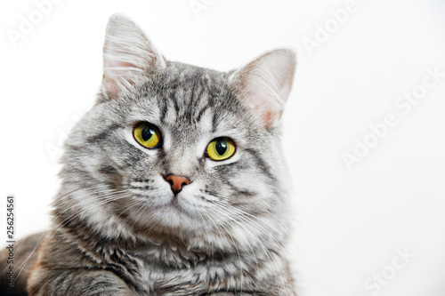 Funny large longhair gray tabby cute kitten with beautiful yellow eyes. Pets and lifestyle concept. Lovely fluffy cat on grey background. © KDdesignphoto