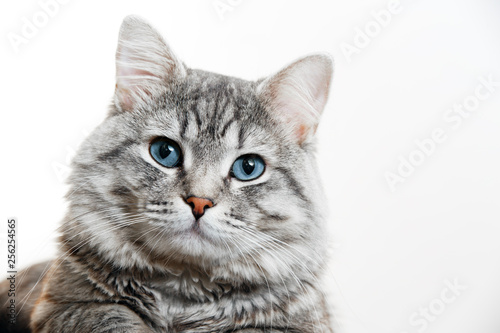 Carta da parati Funny large longhair gray tabby cute kitten with beautiful blue eyes