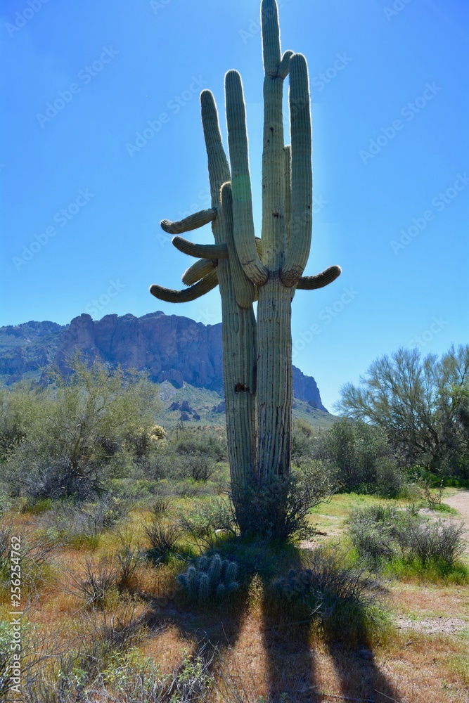 Saguaro Cactus Superstition Mountain Wilderness Arizona Phoenix Desert