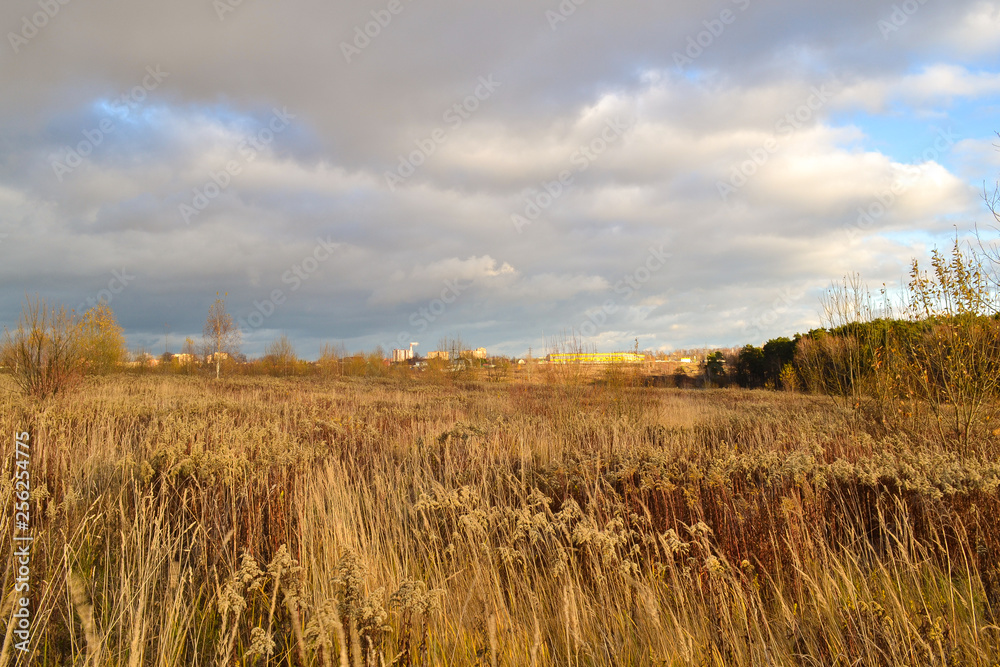 Obraz premium Autumn landscape. Field with dry grass. Dry yellowed grass and dark clouds