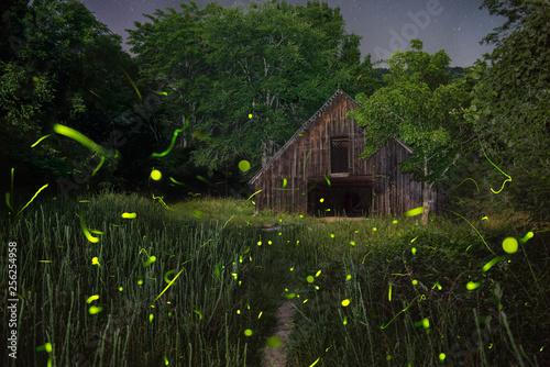 View of log cabin amidst trees in forest at night