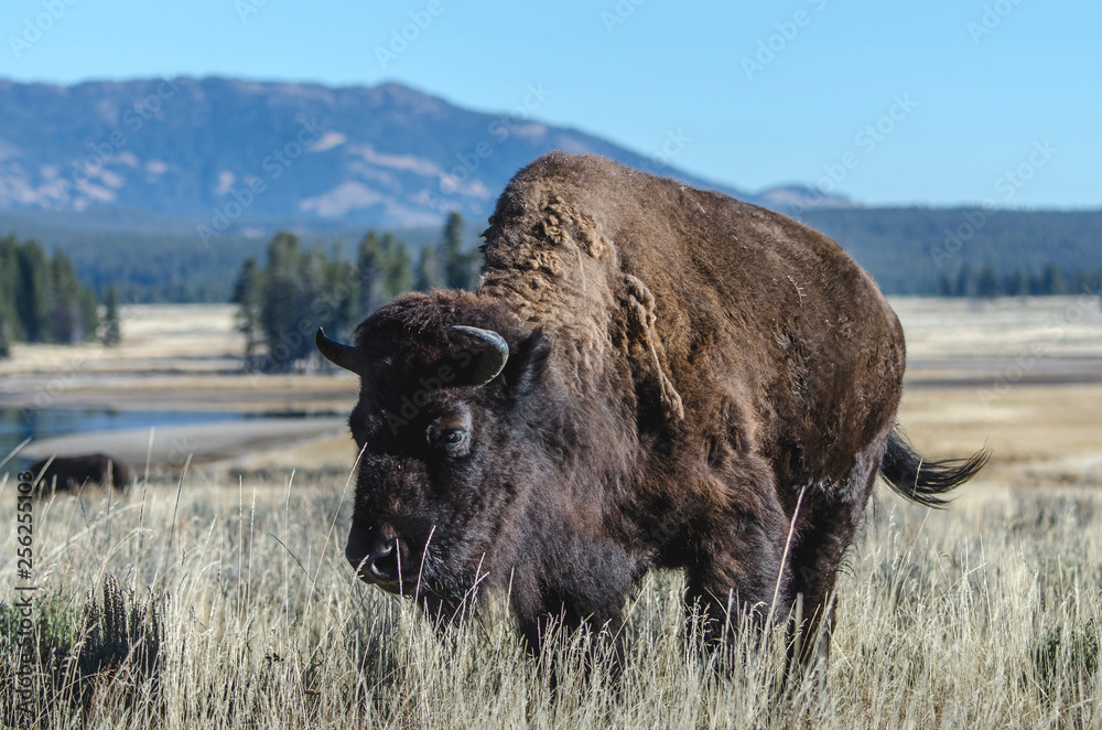 American Bison standing on grassy field against sky