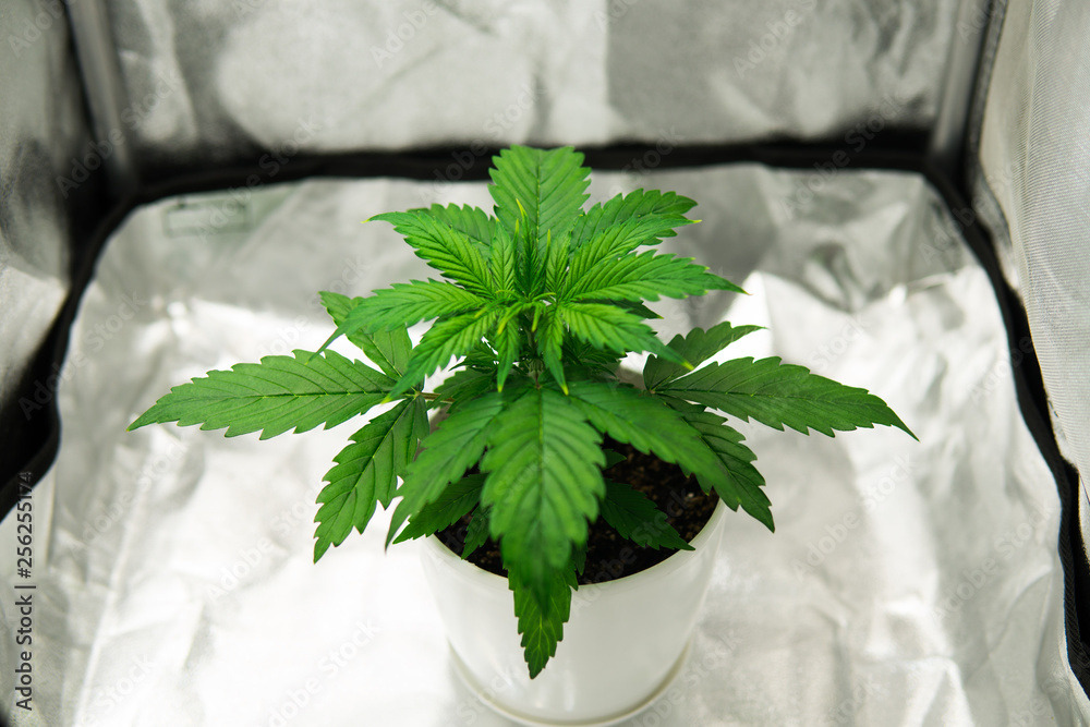Vegetation Of Cannabis Growing Cultivation Growing Under Led Light vegetation-of-cannabis-growing-cultivation-growing-under-led-light
