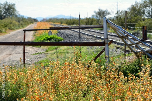 Desert Globemallow Along Railroad Near Florence, Arizona 