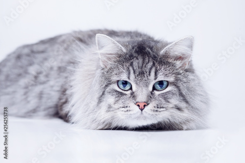 Funny large longhair gray tabby cute kitten with beautiful blue eyes. Pets  and lifestyle concept. Lovely fluffy cat on grey background. Stock Photo |  Adobe Stock