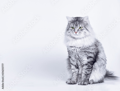 Funny large longhair gray tabby cute kitten with beautiful eyes. Pets and lifestyle concept. Lovely fluffy cat on grey background. photo