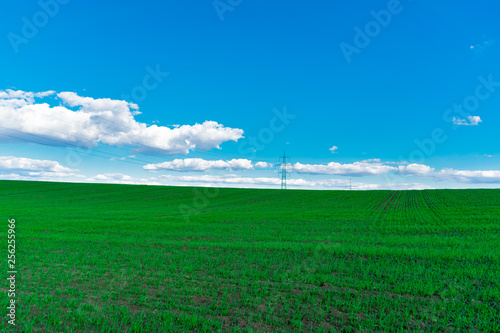 Wheat field . green field with ears of wheat in the summer  © Cosminxp