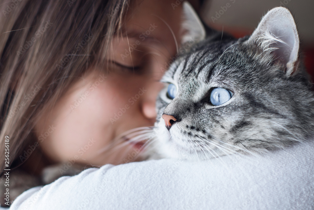 Woman at home in light room holding and hug her lovely fluffy cat. Gray tabby cute kitten with blue eyes. Pets, friendship, trust, love, and lifestyle concept. Friend of human. Animal lover. Close up. Woman at home in light room holding and hug her lovely fluffy cat. Gray tabby cute kitten with blue eyes. Pets, friendship, trust, love, and lifestyle concept. Friend of human. Animal lover. Close up.