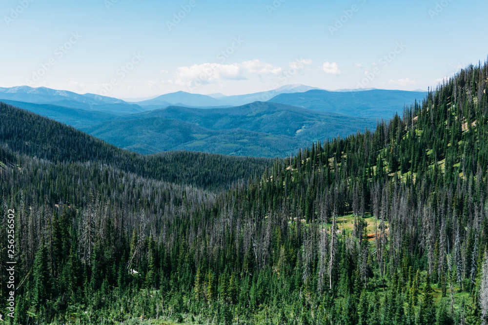 Scenic view of forest against sky Scenic view of forest against sky