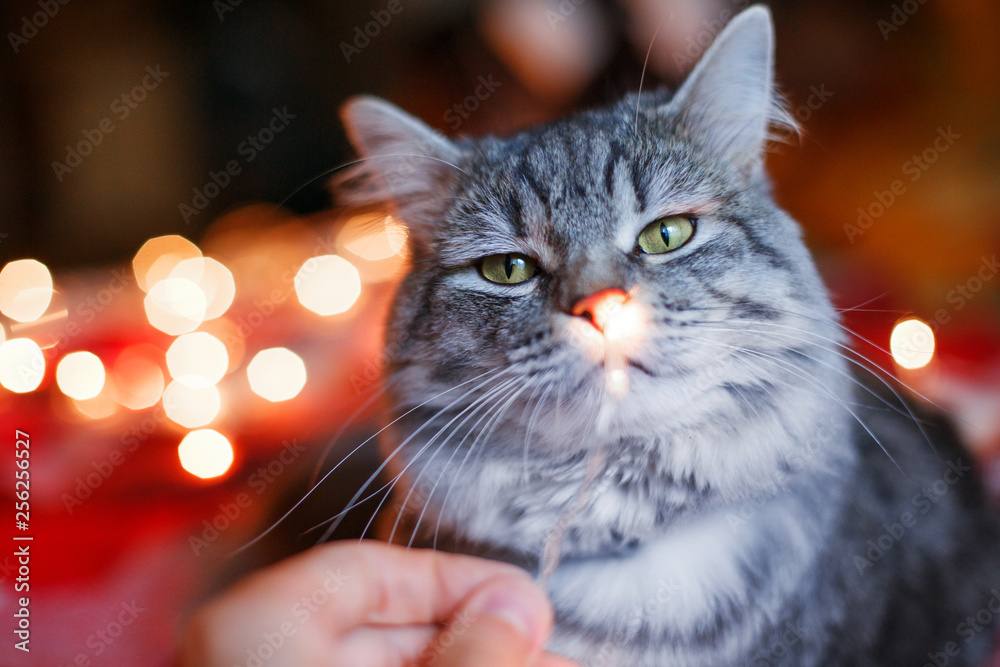 Lovely fluffy cat relaxing on soft woolen blanket. Gray tabby cute kitten plaing with christmas lights. Seasons, lifestyle, cozy autumn and winter weekend concept. Garland glowing.