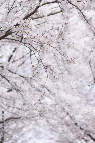 桜並木