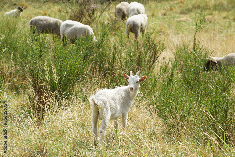 Kleines weisses Zicklein im Frühjahr auf der Wiese Kleines weisses Zicklein im Frühjahr auf der Wiese