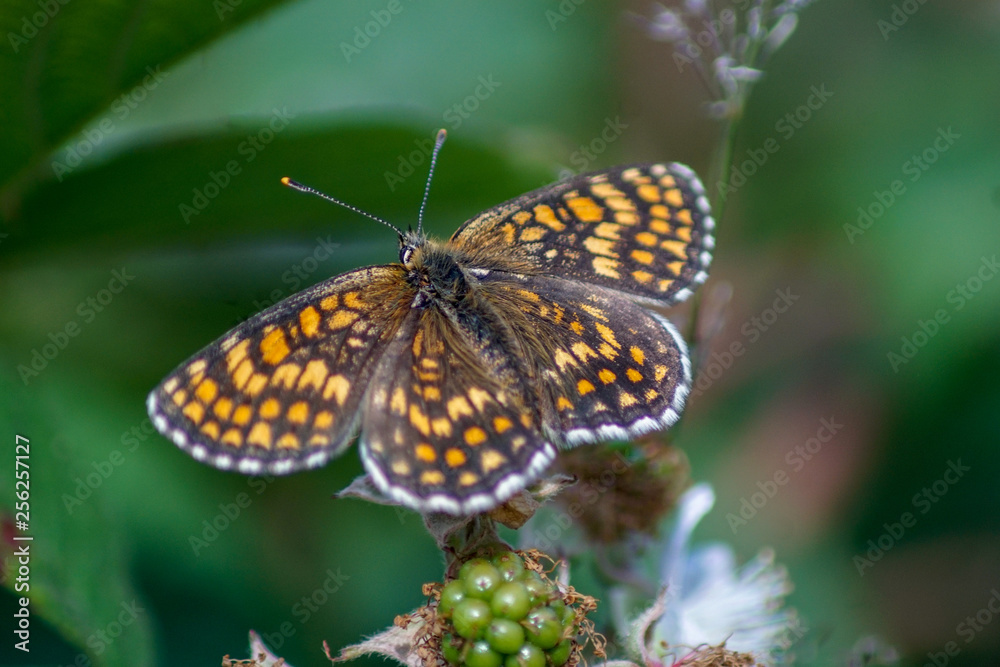Obraz premium Makroaufnahme eines Scheckenfalter Schmetterling (Melitaea athalia) auf einer Blüte