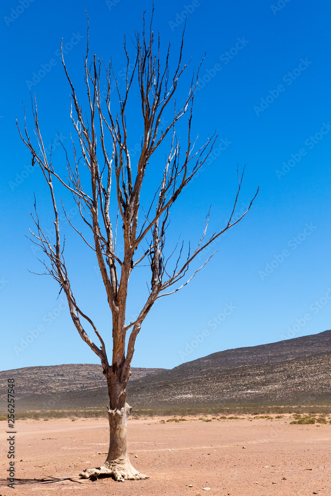 Naklejka premium Desert tree
