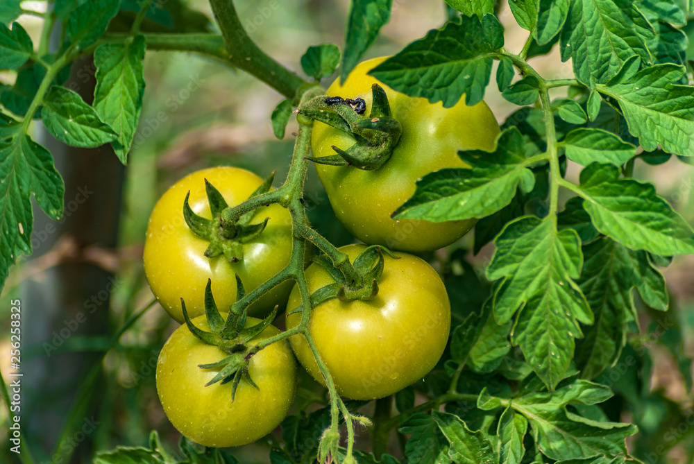 Pomodori biologici Pomodori biologici