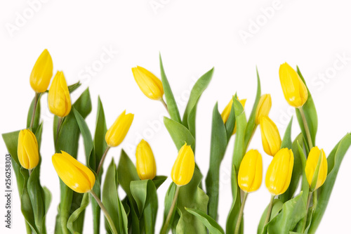 Beautiful yellow tulips with leaves isolated on white background. Spring flowers and plants.Holiday backgrounds