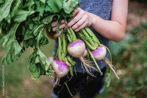 Midsection of girl holding fresh organic turnips at farm photo