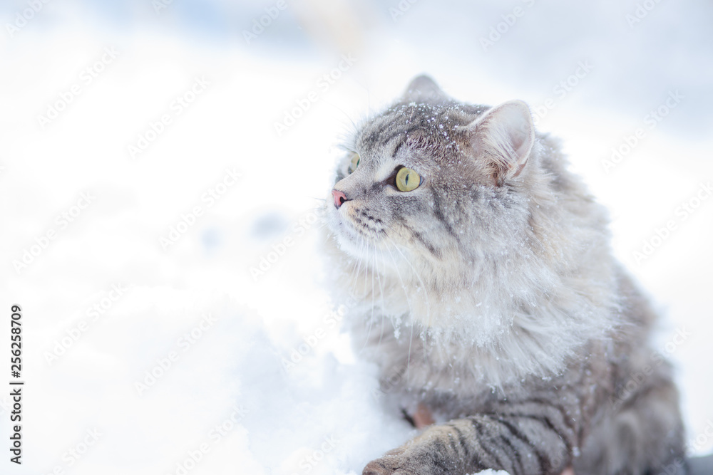 Lovely fluffy cat with big beautiful eyes walking on fresh white deep snow, outdoors. Gray cute kitten walks in winter park on a cold snowy winter day. Seasons, pets concept.