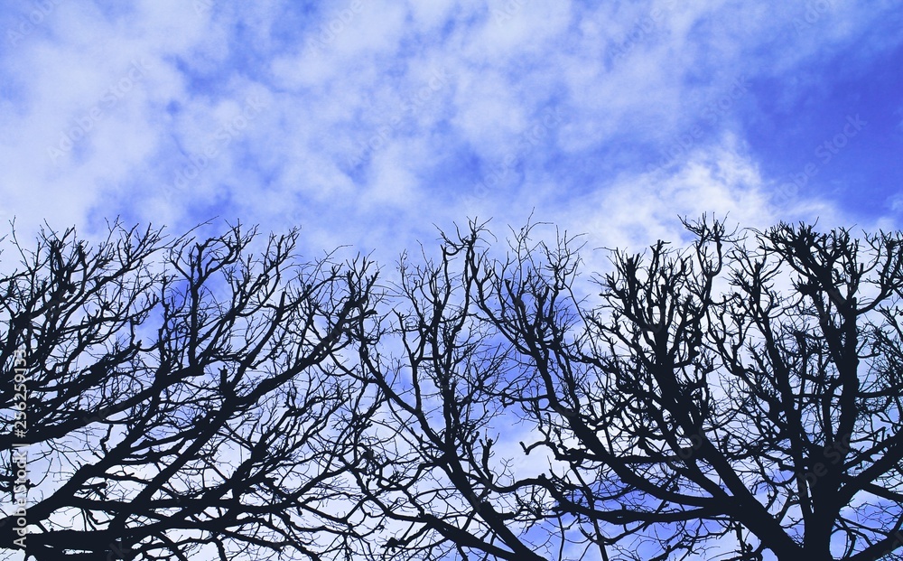 Dark tree branches against an Indigo sky with cumulonimbus clouds Dark tree branches against an Indigo sky with cumulonimbus clouds