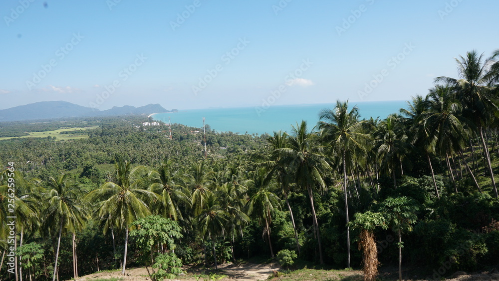 Obraz premium palm trees on the beach