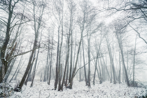 Misty winter in a forest with barenaked trees